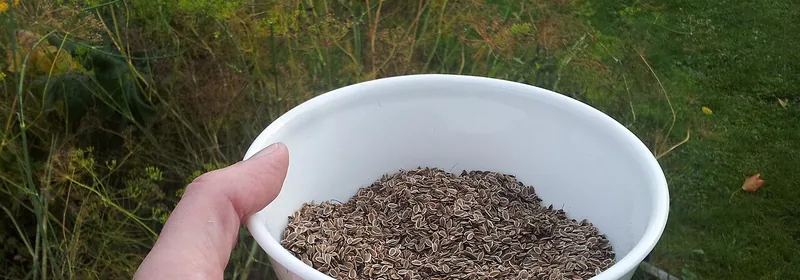 Укроп (семена)